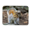 Search for gray squirrel magnets Animal