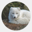 Search for vulpes stickers Mammal