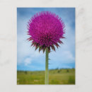 Search for meadow vertical postcards Flower