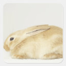 Search for white bunny rabbit stickers Nature