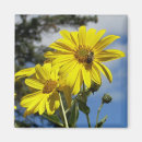 Search for cheery magnets Sunflower