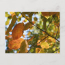 Search for leaf fall postcards Tree