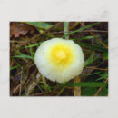 Search for yellow mushrooms postcards Fungi