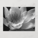 Search for horticultural horizontal postcards Flower