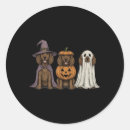 Search for sweet cat stickers Jack o lantern