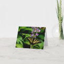Search for swallow cards Butterfly