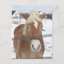 Search for haflinger postcards Ponies
