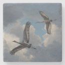Search for flight coasters Fly