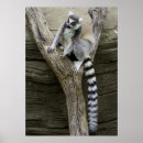 Search for lemur posters Cute