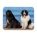 Search for newfoundlander magnets Black