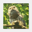 Search for hoot magnets Predator