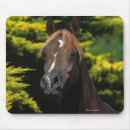 Search for stallion mouse mats Equestrian