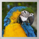 Search for gold macaw posters Animal