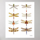 Search for beautiful dragonfly art Insect