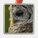 Search for barred owl christmas tree decorations Raptor