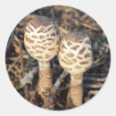 Search for parasol stickers Autumn