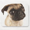 Search for breeding mouse mats Nature