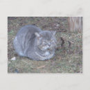 Search for grey cat postcards Feline