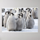 Search for emperor penguin posters Funny