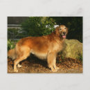 Search for retriever postcards Panting