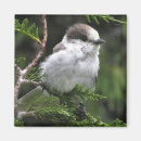 Search for jay magnets Birds
