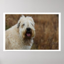 Search for soft coated wheaten terrier gifts Irish