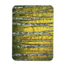 Search for birch tree magnets Fall