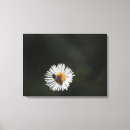 Search for bee canvas prints White