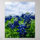 Search for bluebonnet posters Floral