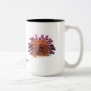 Search for echinoderm Urchin