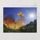 Search for flap postcards Wildlife