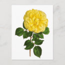 Search for peonies postcards Floral