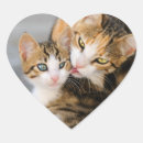 Search for kitten love stickers Kitty