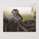 Search for monkey baby postcards Kenya