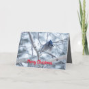 Search for blue jay christmas cards Snow