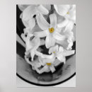 Search for hyacinth posters Yellow