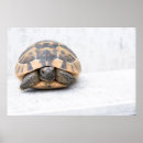 Search for crawling posters Reptile