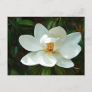 Search for flowering tree postcards Garden
