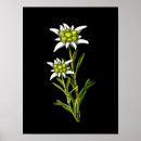 Search for alpine flower posters Floral