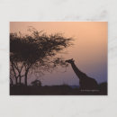 Search for reticulated postcards Outdoors