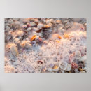 Search for florida seashells posters Coast