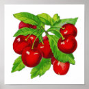 Search for cherry fruit posters Vintage