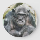 Search for chimpanzee clocks Primates