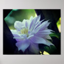 Search for nestled posters Floral