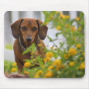 Search for mini dachshund Doxie