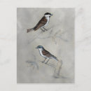 Search for aviary vertical postcards Perched