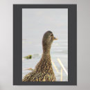 Search for mallard duck painting posters Ducks