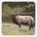 Search for elk stickers Wild