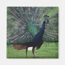Search for tail feathers magnets Animal