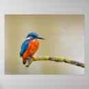 Search for kingfisher posters Animals